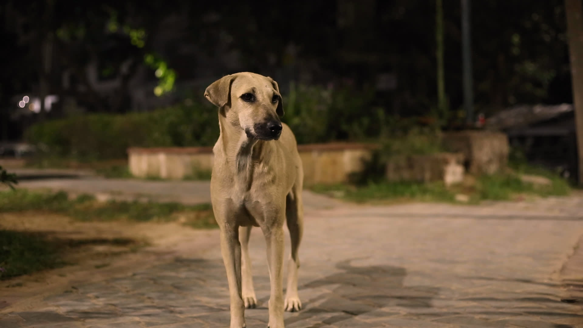 my body is because of dogs a video by Benjamin Egger